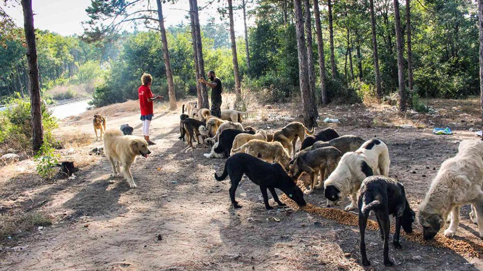 © 2017 Stichting Forest Angels