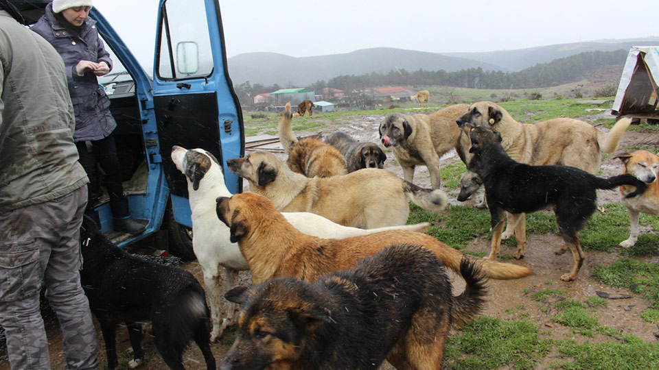 © 2017 Stichting Forest Angels
